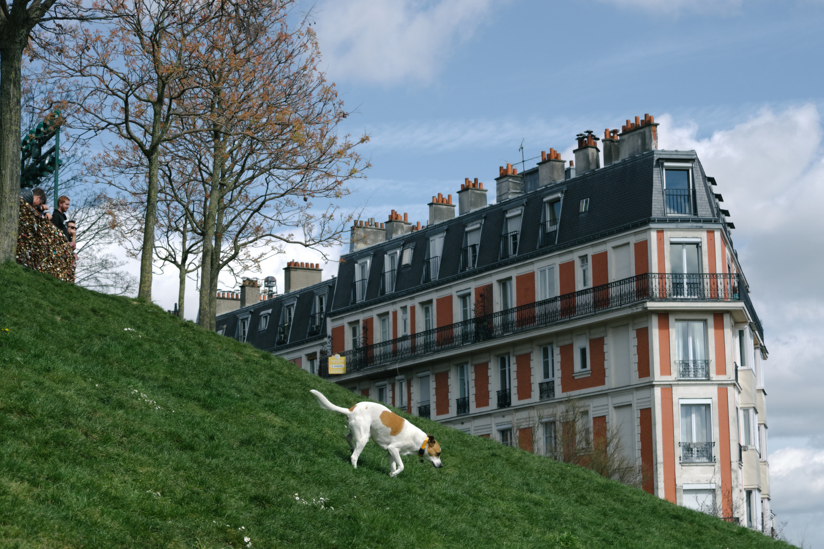A dog running on a lawn in front of Sacré-Cœur