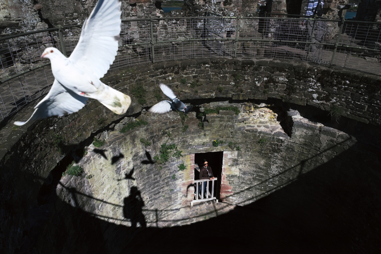 Pigeons flying into the frame at Conwy Castle