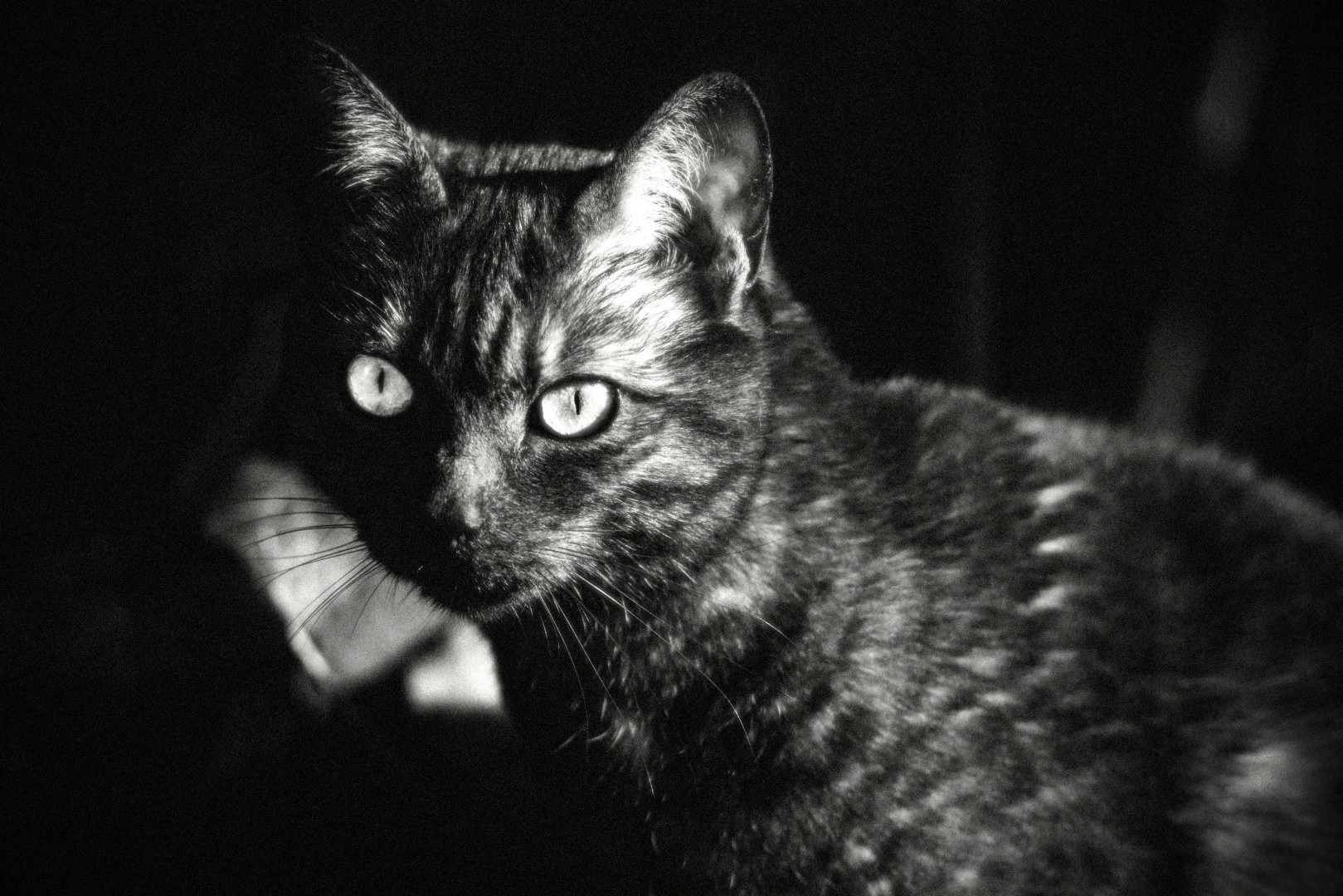 Close black-and-white portrait of a cat with reflective eyes