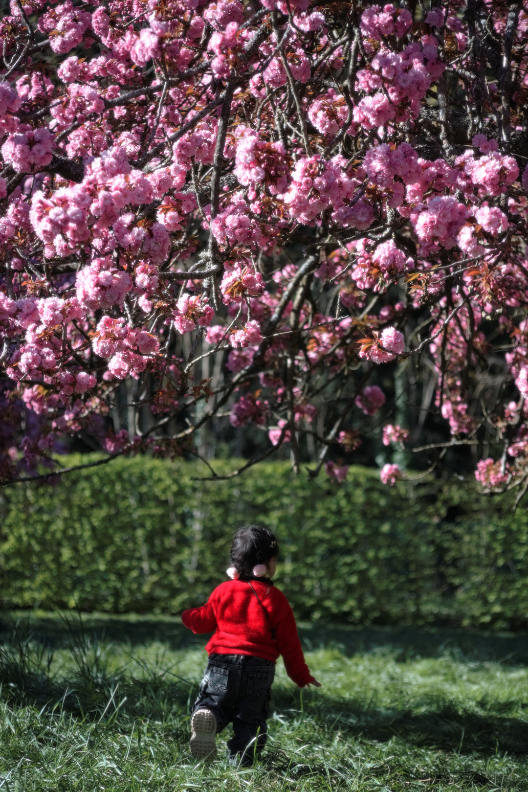 A child among cherry blossoms at Parc de Sceaux