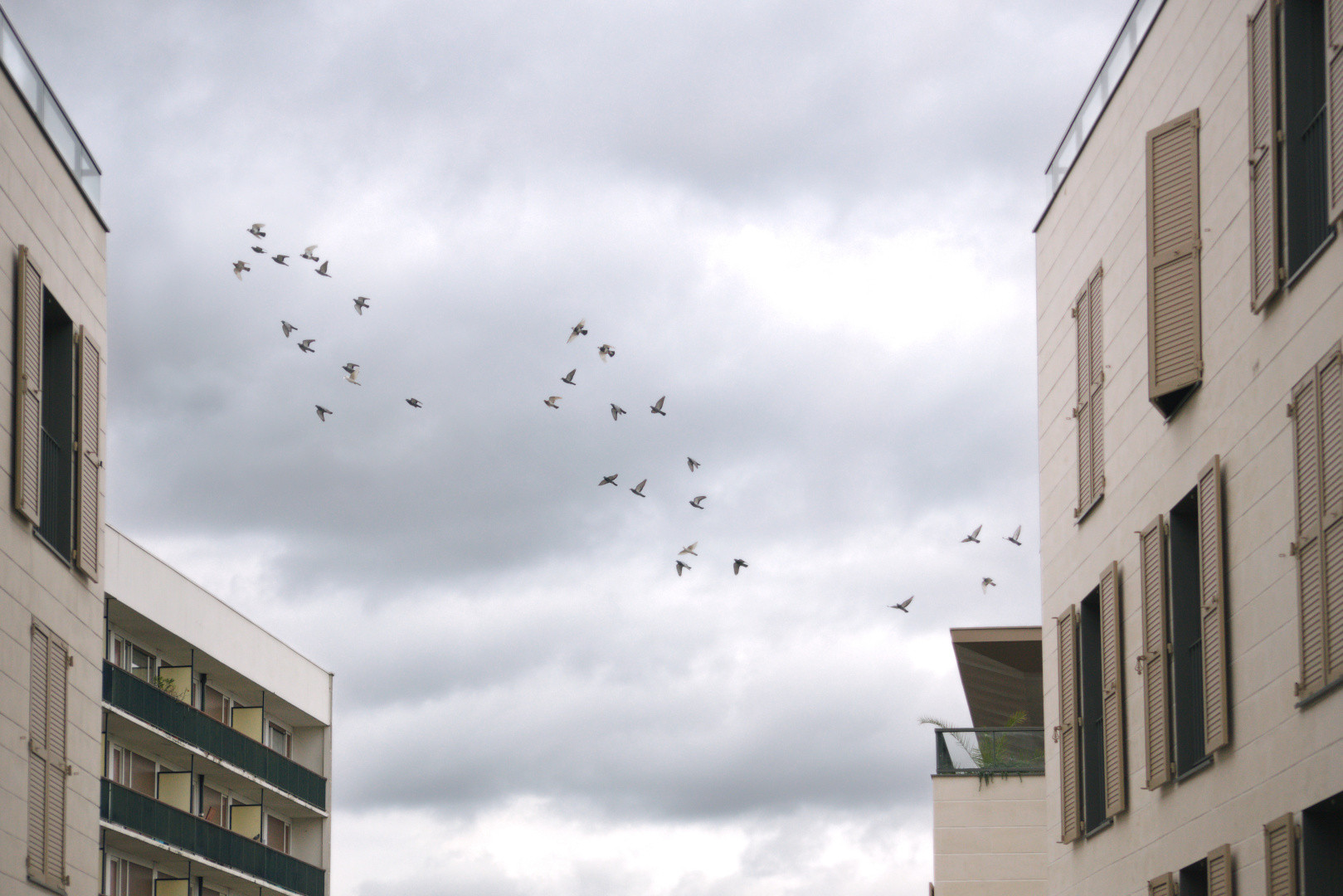 A flock of pigeons flying between two buildings