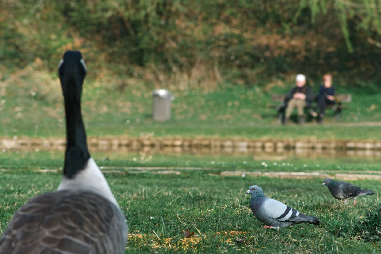 A Canada goose, two pigeons, and a couple on a park bench
