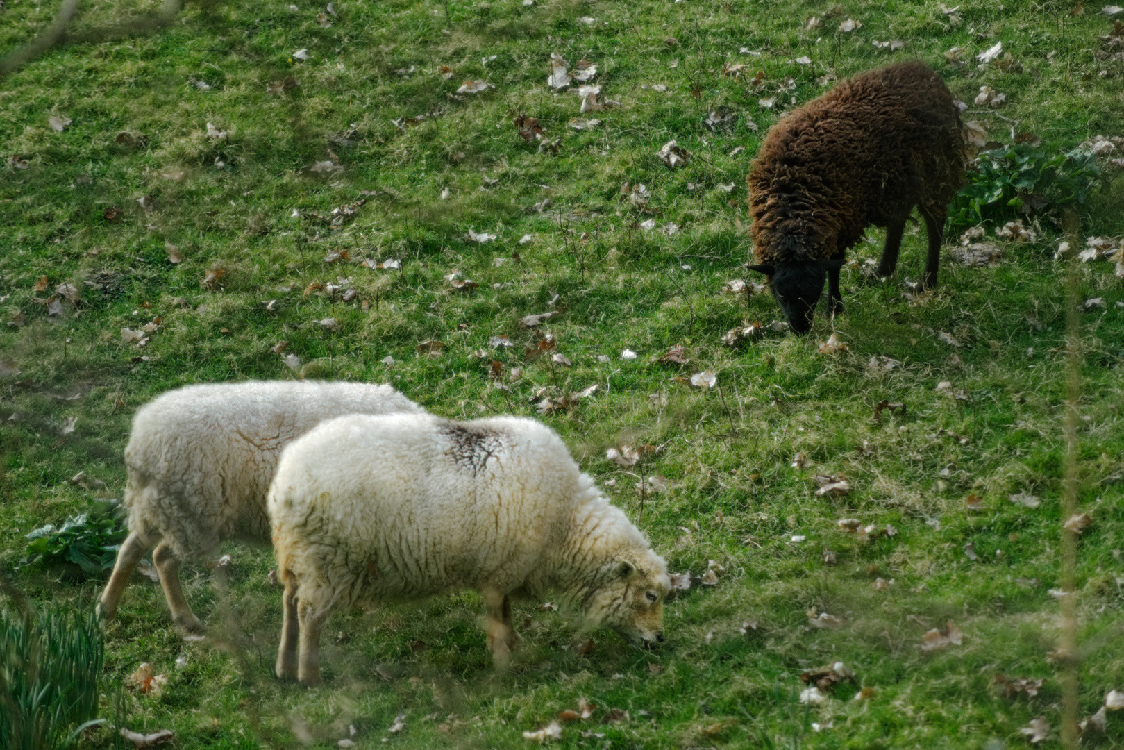 Two white sheep and one brown sheep grazing in a green field