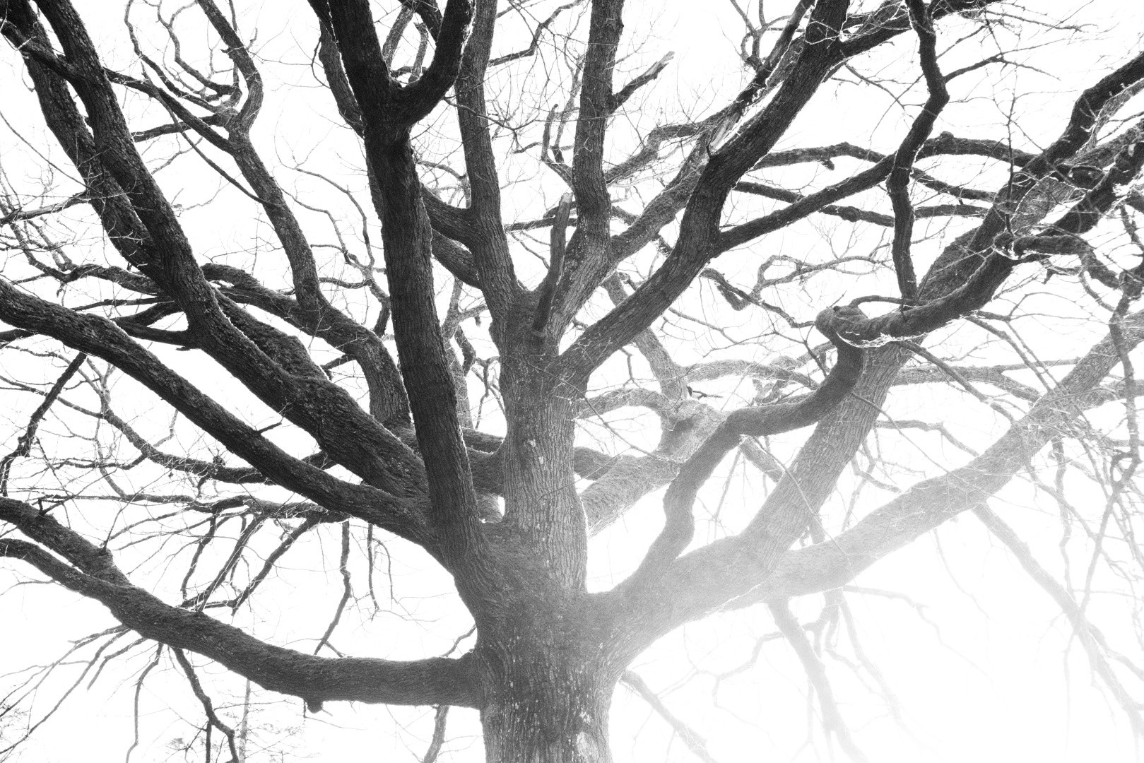 A dense network of bare winter branches in high-key black and white